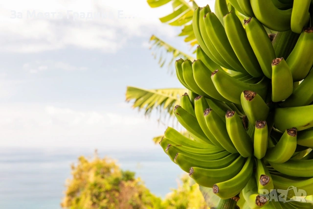 Банан - Мусо Баджо, снимка 5 - Градински цветя и растения - 53635823