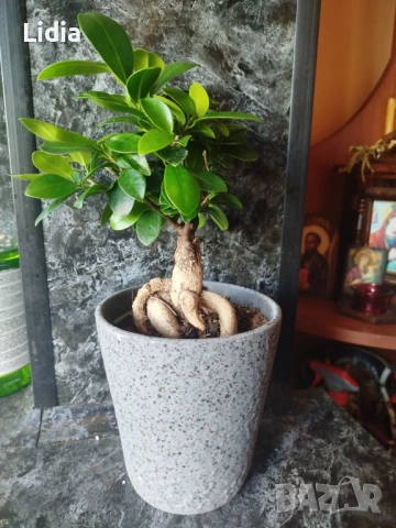 Фикус Женшен , снимка 4 - Стайни растения - 53449640