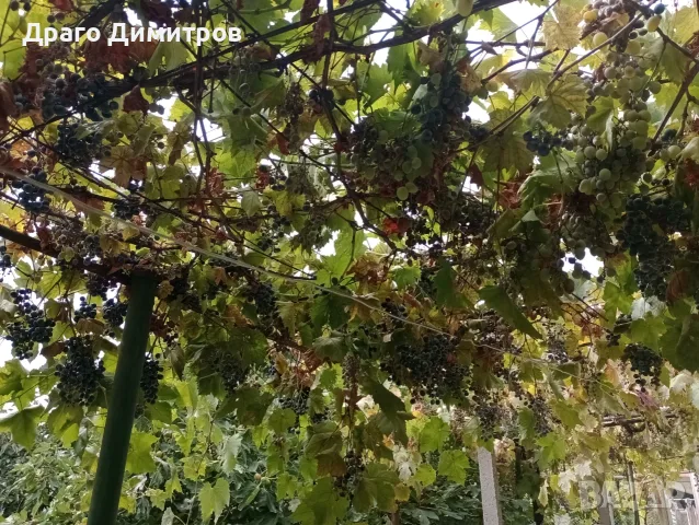 Продавам тъмно грозде,подходящо само за червено вино,обирате го цялото по асмите за 30  всичкото., снимка 2 - Домашни продукти - 56129807