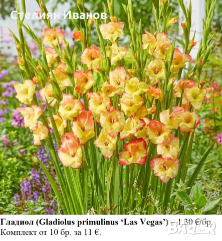 Гладиол (Gladiolus primulinus ‘Las Vegas’) - грудки