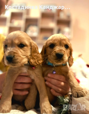 Чистокръвни Кокер Шпаньол кученца, снимка 3 - Кокер шпаньол - 52372383