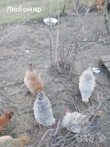 Продавам оплодени яйца за люпене, снимка 7 - Кокошки и пуйки - 53136928