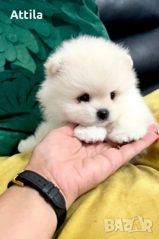  Померан – мини и джудже тип