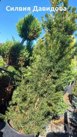 Тис, снимка 3 - Градински цветя и растения - 52501681