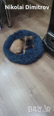 Мини сладурана , снимка 5 - Пинчер - 52889039