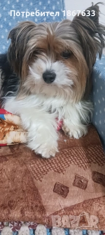 Йоркширски териер