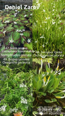 Продавам водни лилии, езерни растения и цветя. Тор за растения., снимка 10 - Градински цветя и растения - 28830827