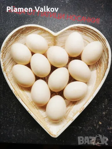 Оплодени яйца от патици порода КАКИ КЕМБЪЛ , снимка 1