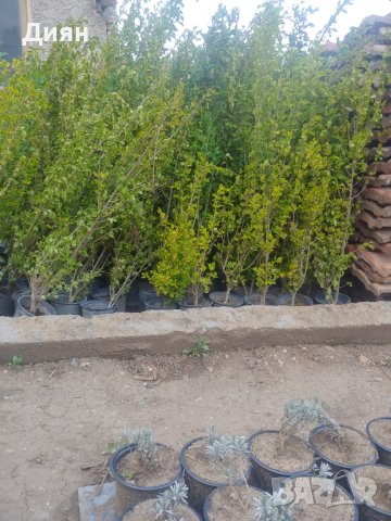 Лигуструм зелен и шарен