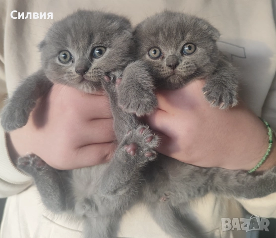 Котенце - шотландско клепоухо 