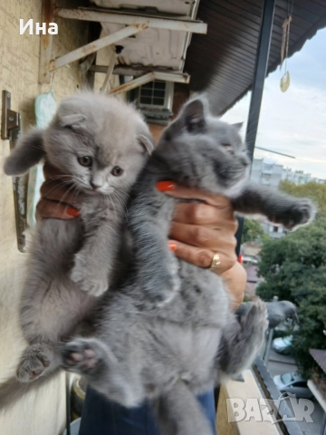 шотландски котки, снимка 2 - Други - 51869275