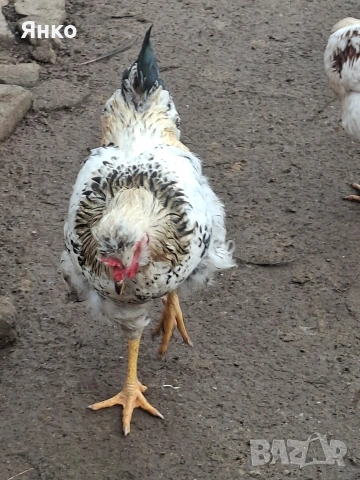 Домашни петли, снимка 17 - Кокошки и пуйки - 52912712