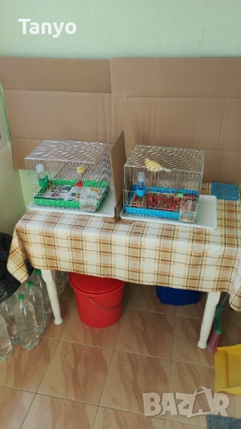 Мъжко и женско,тазгодишни.Орфей, снимка 2 - Канари - 52772739