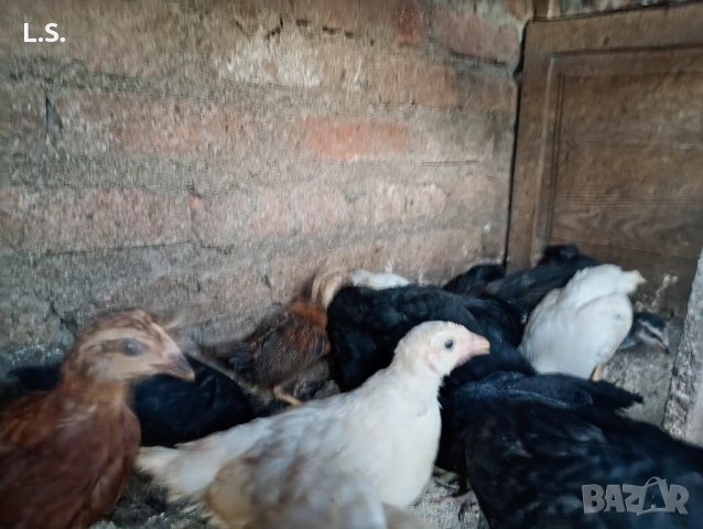 Продам пилета ,ярки млади петлета , снимка 8 - Кокошки и пуйки - 51726042