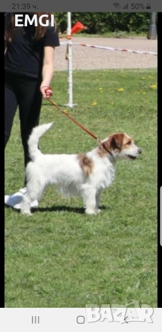 Джак ръсел териер ТВЪРДОКОСМЕСТ, снимка 4 - Джак ръсел териер - 53238227