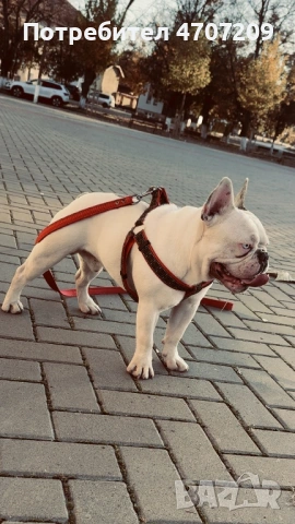 Мъжки френски булдог за разплод , снимка 3 - Френски булдог - 53076854