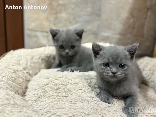 Чистокръвни Британски късокосмести котенца, снимка 2 - Британска късокосместа - 55943568