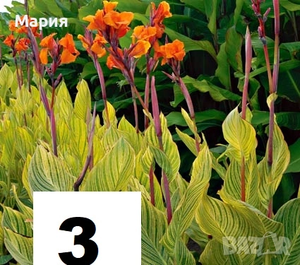 Канна Щутгард,Претория,Дурбан, снимка 6 - Градински цветя и растения - 52065550