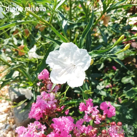 Продава се Руелия, Мексиканска петуния, Ruellia,  Mexican Petunia!!, снимка 2 - Градински цветя и растения - 55825095
