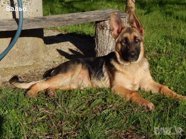 немска овчарка, снимка 2 - Немска овчарка - 52858509