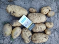 Продавам семена картофи, клас B, сортове Сорая и Аризона, снимка 2