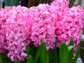 🌸🌿💞 Зюмбюл в саксия (Hyacinthus), снимка 15