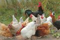 Домашни кокошки,петли,пуйки!, снимка 1 - Кокошки и пуйки - 42152441