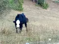 телета различна възраст , снимка 8