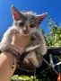 Подарявам малки котенца на 1 месец, снимка 10