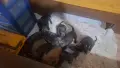 Американско були , снимка 2