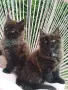Котенца Мейн Кун , снимка 2
