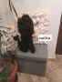 Мини Пудел , снимка 11