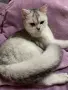 Мъжки котарак за разплод, снимка 6