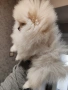 Померан мини женско , снимка 7