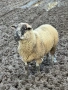 Суфолк овен, снимка 2