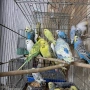 продавам вълнисти папагали 2026, снимка 6