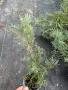 СРЕБРИСТА ХВОЙНА – Juniperus , снимка 1