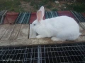 Зайци домашни , снимка 5