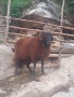коч кочове овце , снимка 16