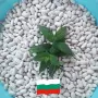 Продавам български бял боб сорт Еликсир реколта 2026 год., снимка 1
