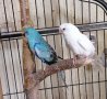 Двойка пойни папагали, снимка 3