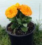 Продавам семена едър невен , снимка 1 - Градински цветя и растения - 41612912