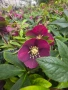 Кукуряк (Helleborus), снимка 1
