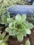 Седуми и сукуленти, снимка 2