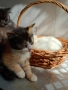 малки сладки котенца полуперсийчета , снимка 4