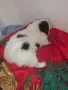 Японски хин обяви, снимка 8