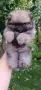 Женски померанчета , снимка 8