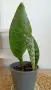 Сансевиера - Sansevieria Whale Fin, снимка 2