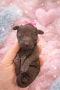 Пудел Мини/Poodle Mini, снимка 4