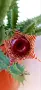 Huernia zebrina, снимка 1